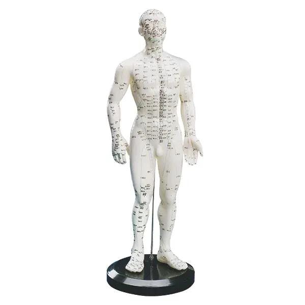 Akupunkturmodelle aus Kunststoff Produktbild Web Groß Detailbild 3 L