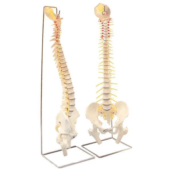 Elastische Wirbelsäule - Modell Produktbild